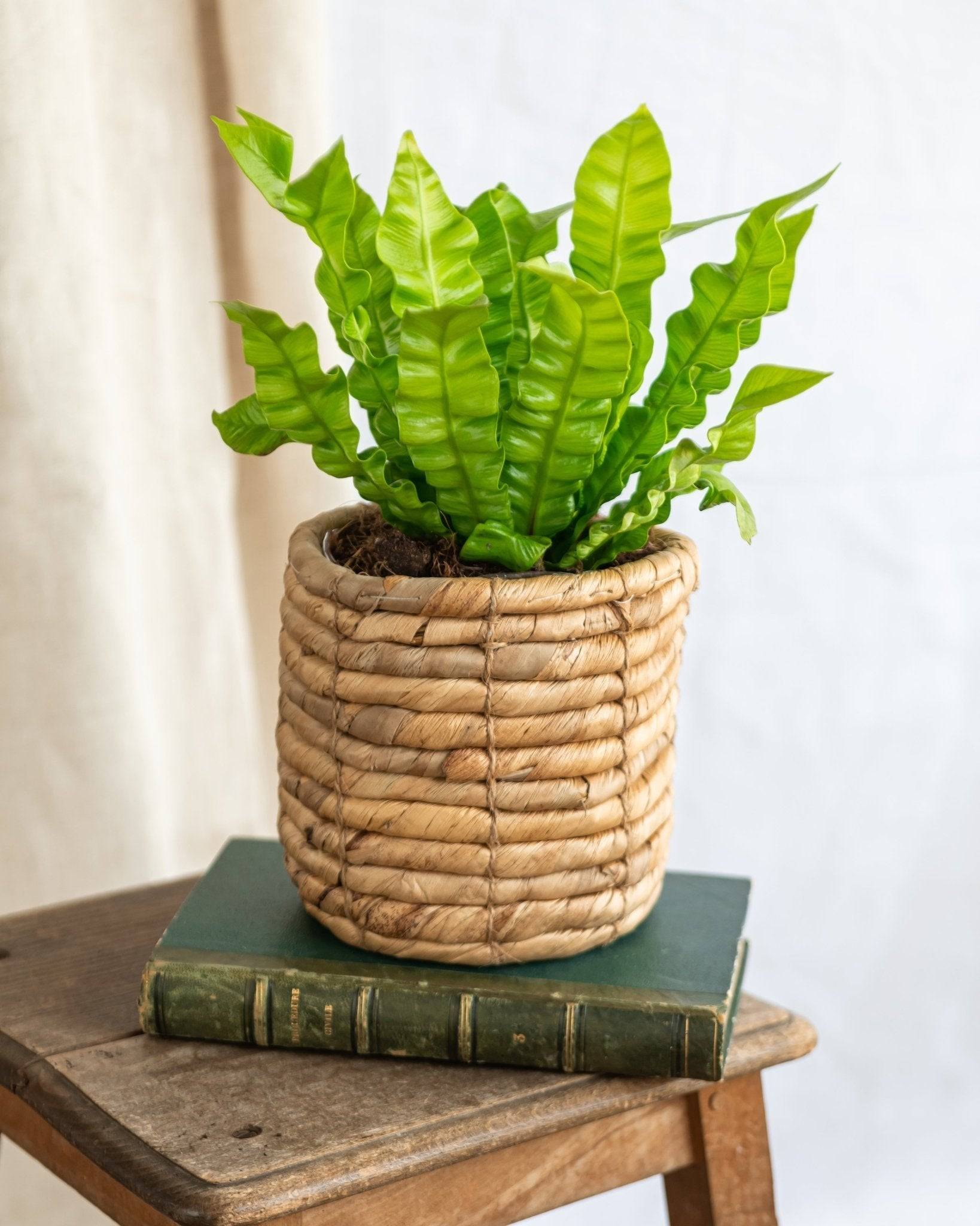 Asplenium Crispy Wave 25cm - Plante d'intérieur- La Green Touch - Image 2