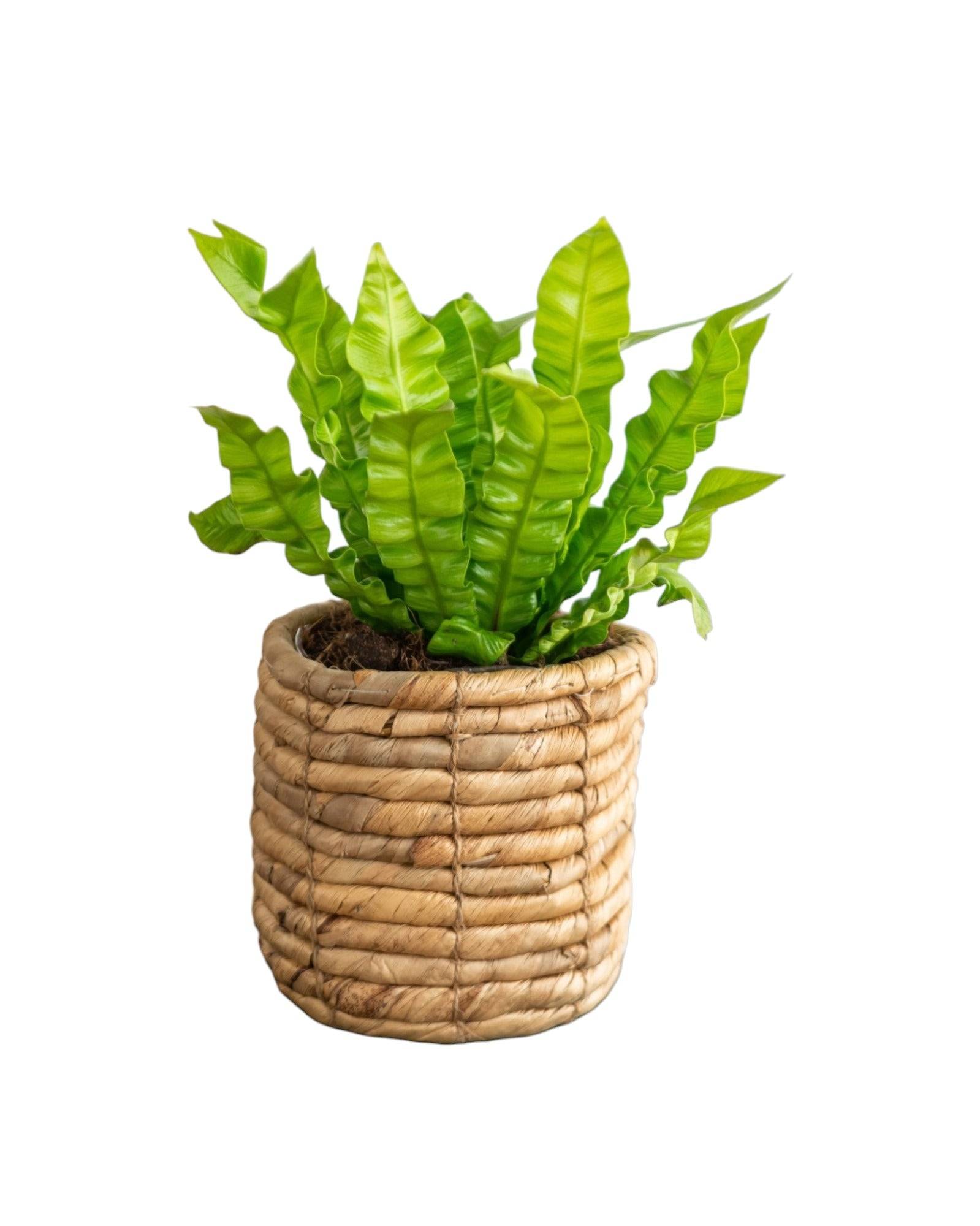 Asplenium Crispy Wave 25cm - Plante d'intérieur- La Green Touch - Image 1