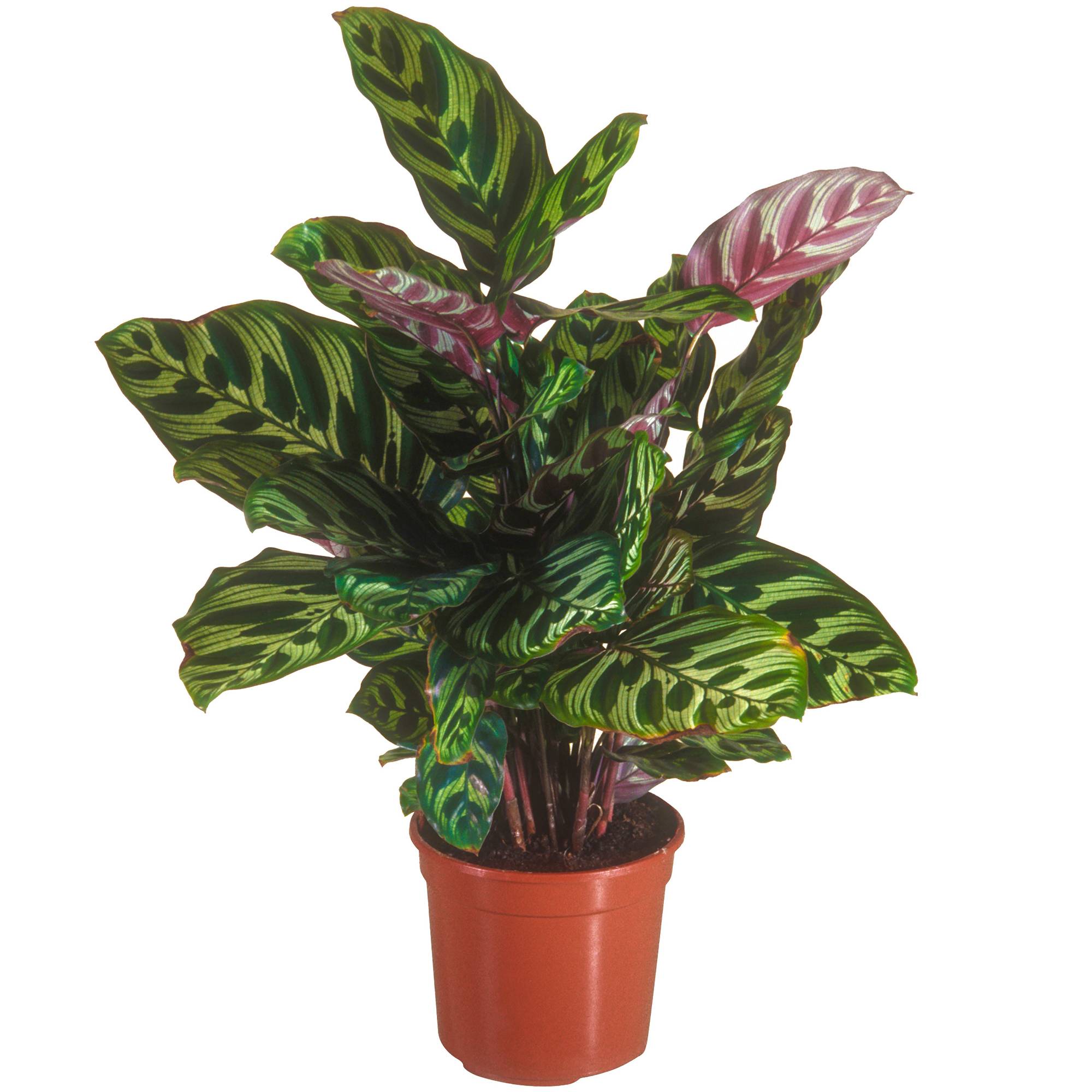 Gardenersdream - 1 X Calathea Makoyana Plante Paon En Pot 30-40Cm Plante D'Intérieur De Qualité Supérieure - GardenersDream - Imagen 1