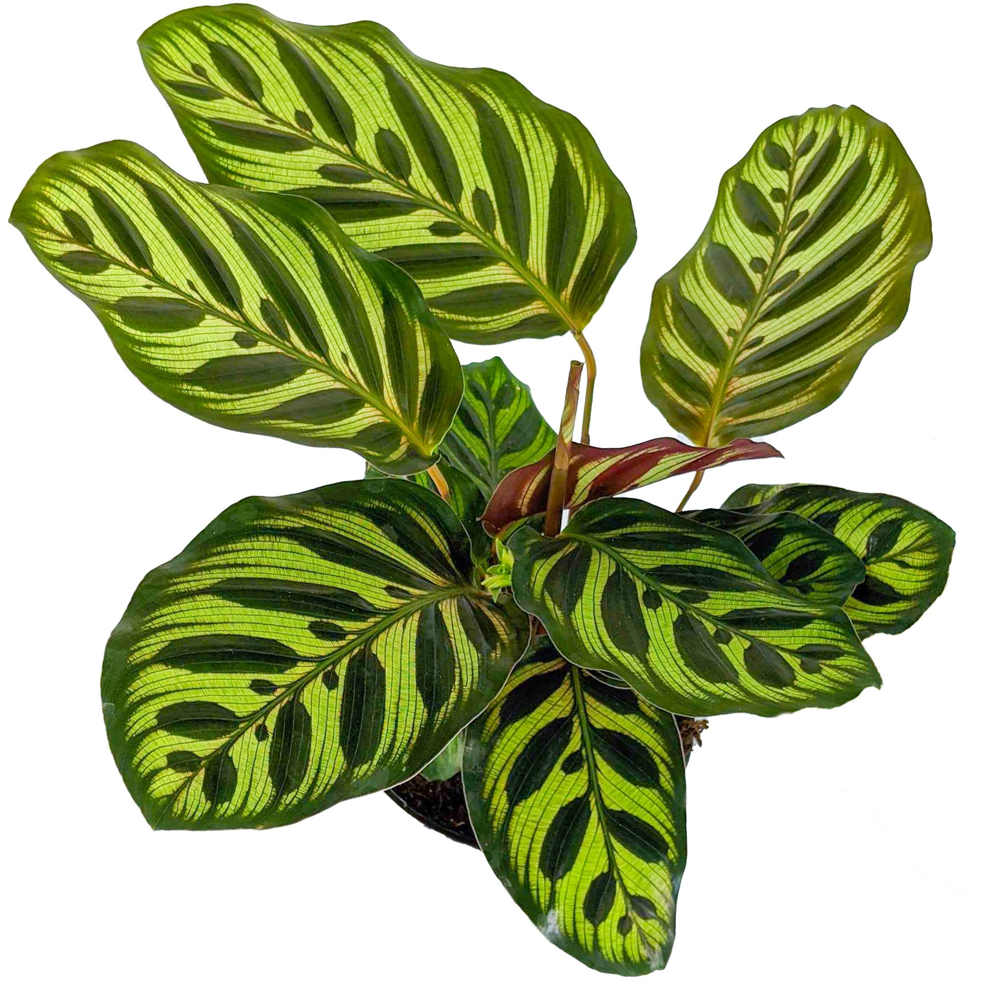Gardenersdream - 1 X Calathea Makoyana Plante Paon En Pot 30-40Cm Plante D'Intérieur De Qualité Supérieure - GardenersDream - Imagen 3