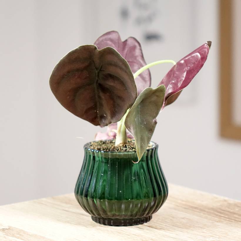 Alocasia cuprea Red - Oreille d'éléphant Mini-plante