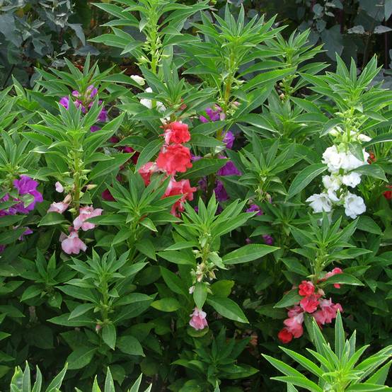 Promesse de Fleurs - Graines de Balsamine à fleurs de camélia Mix - Impatiens balsamina le sachet de 170 graines environ (2g)