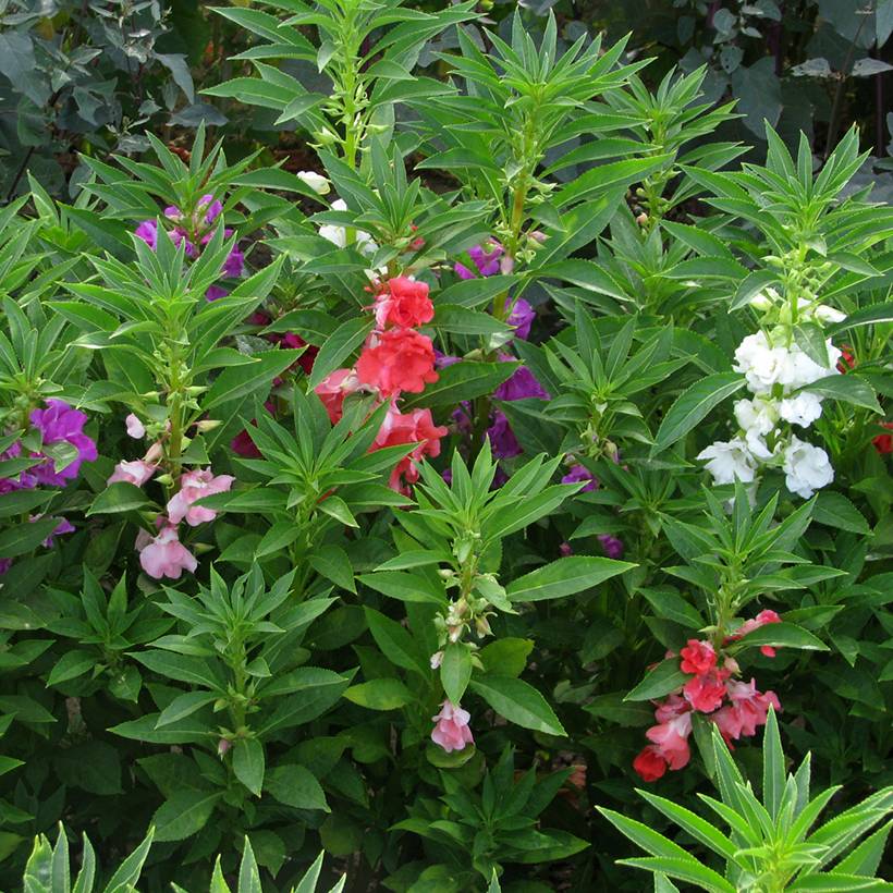 Promesse de Fleurs - Graines de Balsamine à fleurs de camélia Mix  - Impatiens balsamina le sachet de 170 graines environ (2g)
