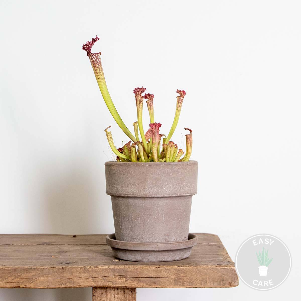 Sarracenia Juthatip Soper - Plante Trompette - Plante Carnivore - H. 10-20 cm - P. 12 cm - Image 2