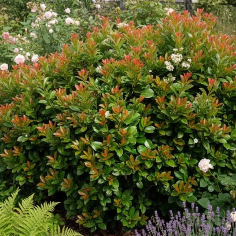 Laurier palme Etna® 'Anbri', Laurier-cerise à fleurs Blanche - feuillage Persistant - Pot de 4L - 40/60 cm-  hauteur à maturité De 3,00 m à 5,00 m - Imagen 8
