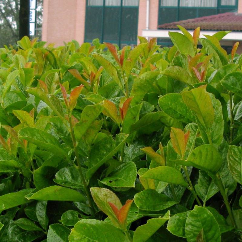 Laurier palme Etna® 'Anbri', Laurier-cerise à fleurs Blanche - feuillage Persistant - Pot de 4L - 40/60 cm-  hauteur à maturité De 3,00 m à 5,00 m - Imagen 1