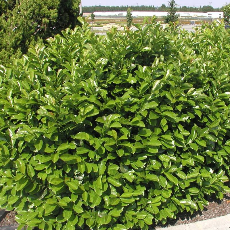 Laurier palme Etna® 'Anbri', Laurier-cerise à fleurs Blanche - feuillage Persistant - Pot de 4L - 40/60 cm-  hauteur à maturité De 3,00 m à 5,00 m - Imagen 5