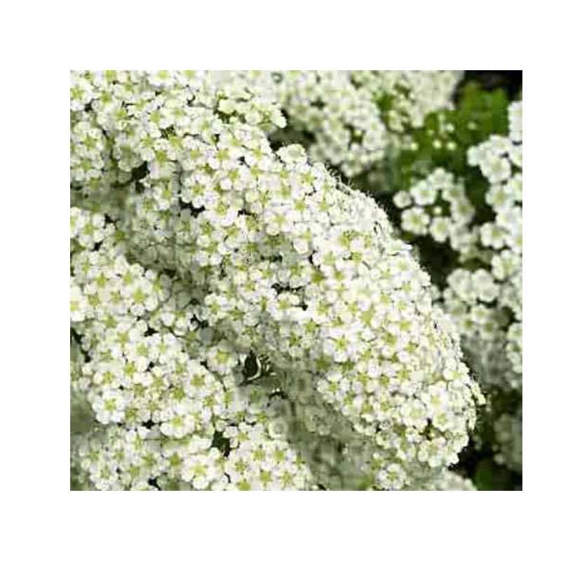 Spirée japonaise - Spiraea nipponica Halward's Silver Godet de 8/9 cm - Image 1