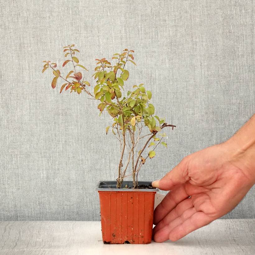 Spirée japonaise - Spiraea nipponica Halward's Silver Godet de 8/9 cm - Image 2