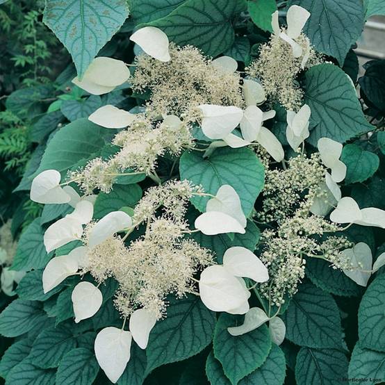 Promesse de Fleurs - Schizophragma hydrangeoides Moonlight Pot de 2L/3L