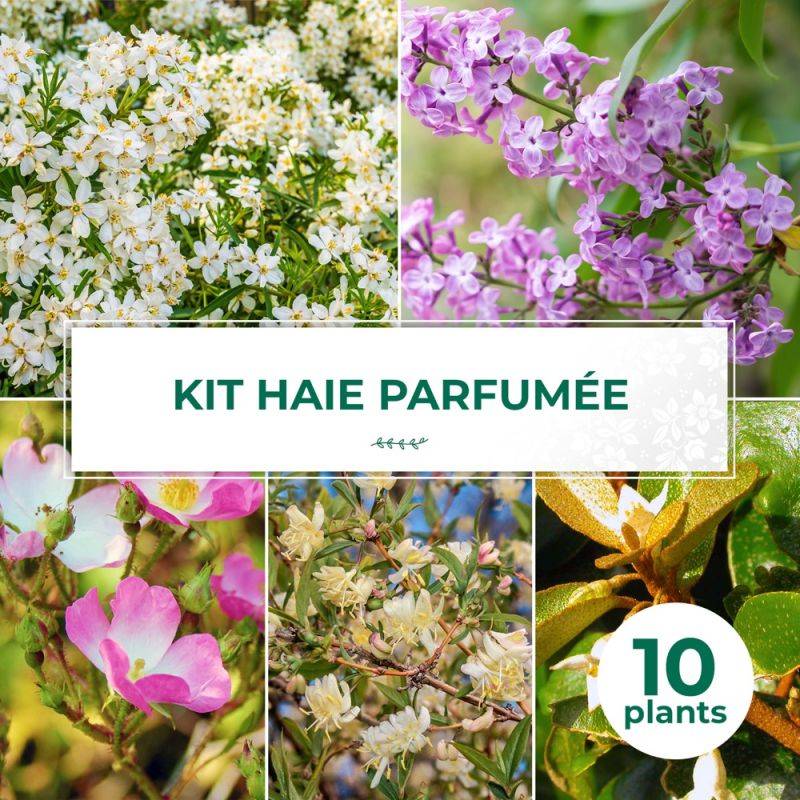 Haie Parfumée - 10 arbustes -  - Pépinières Naudet - Imagen 1