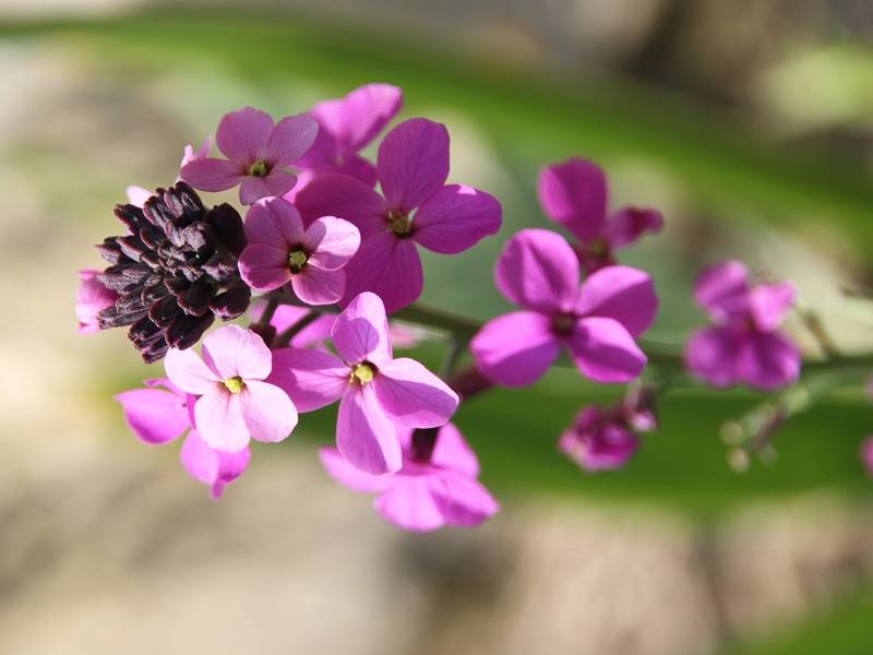 Giroflée arbustive - Erysimum Bowles Mauve Godet de 8/9 cm, PERSISTANT