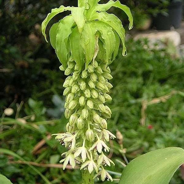 Eucomis bicolor alba Bulbe calibre 16+