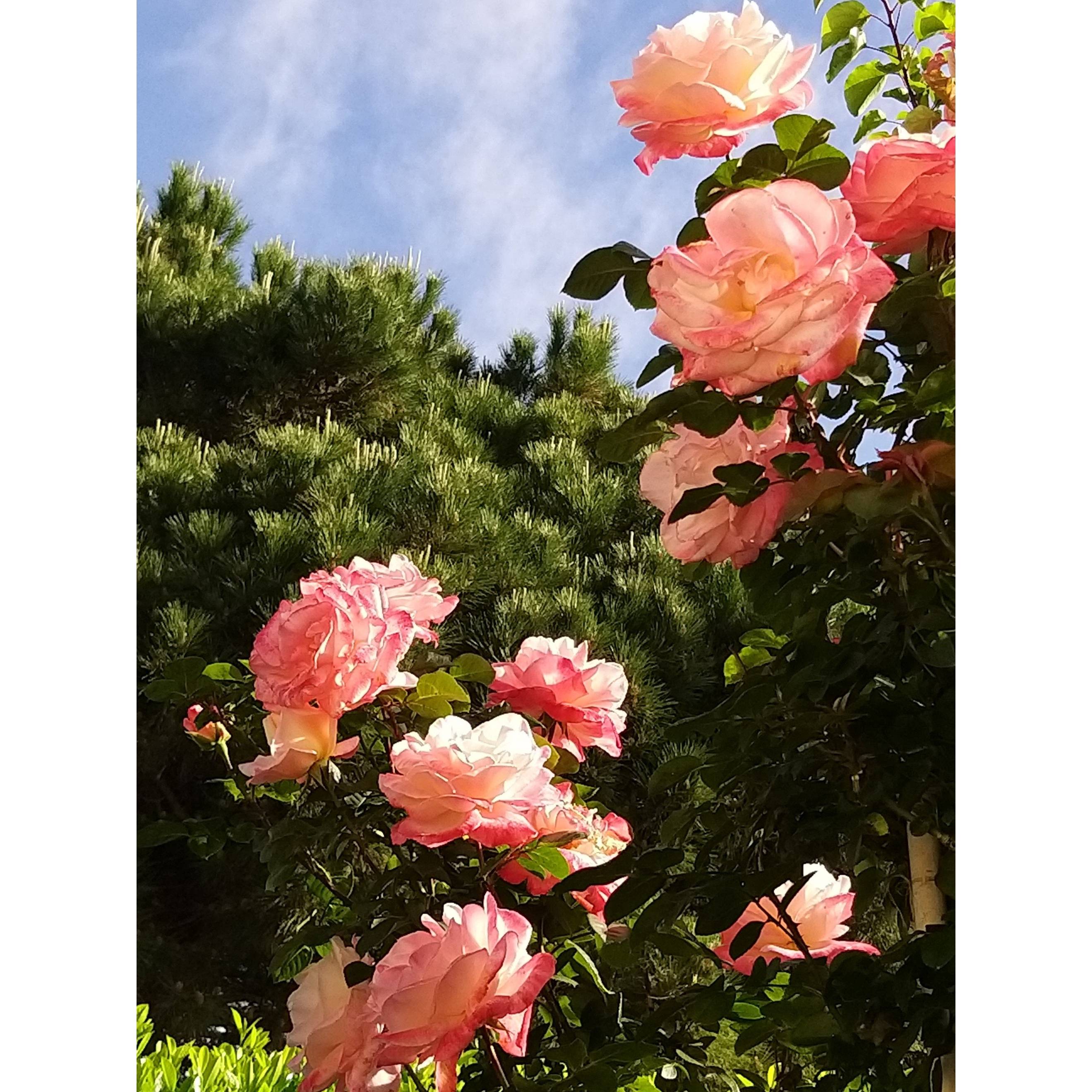 Promesse de Fleurs - Rosier à grandes fleurs Laeticia Casta Pot de 4L/5L - Image 1