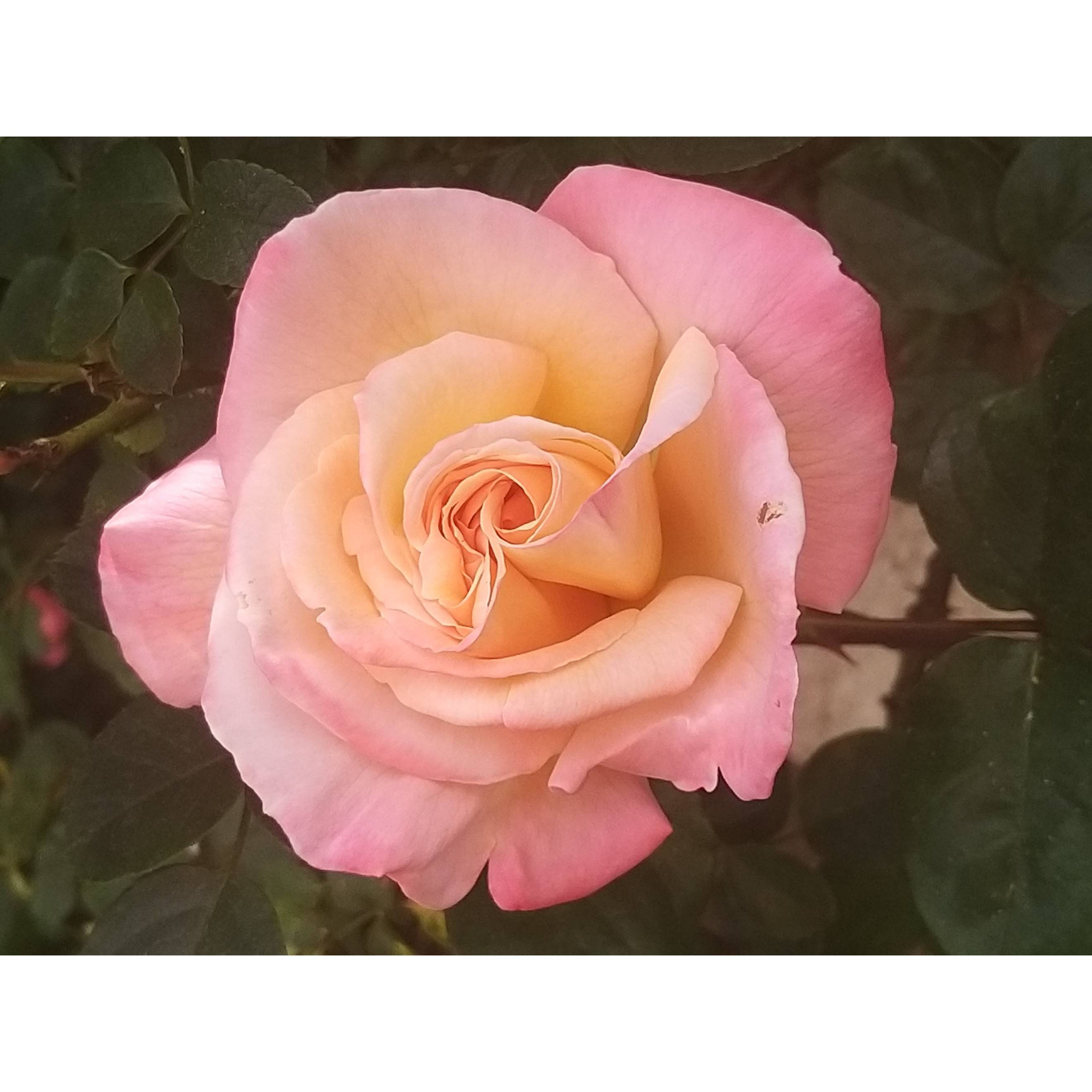 Promesse de Fleurs - Rosier à grandes fleurs Laeticia Casta Pot de 4L/5L - Image 2