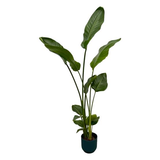 Strelitzia Nicolai 100cm et son pot- La Green Touch Bleu 18cm - Hauteur 100cm