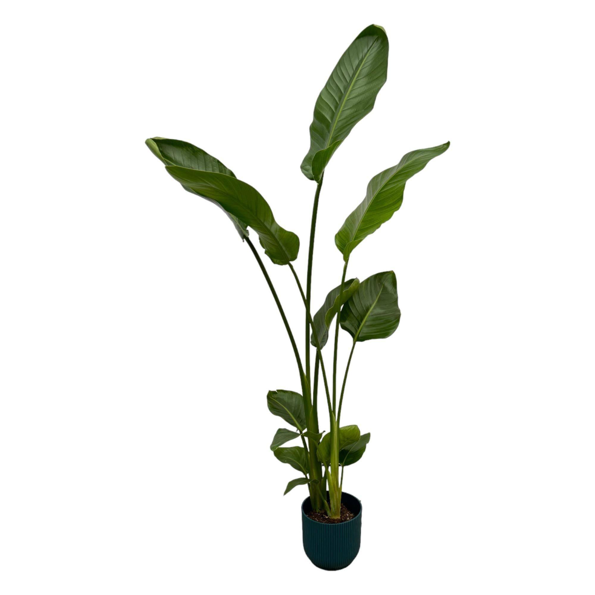Strelitzia Nicolai 100cm et son pot- La Green Touch Bleu 18cm - Hauteur 100cm