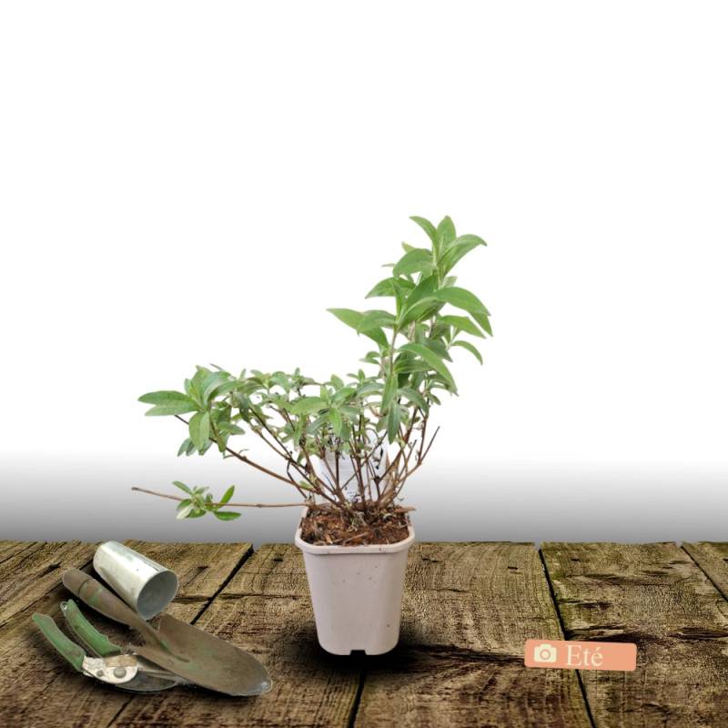 Arbre aux papillons Butterfly Tower® 'TOBUD1305', Buddleia à fleurs Rose - feuillage Caduc - Pot de 1,5L - 10/20 cm-  hauteur à maturité De 1,50 m à 2 - Imagen 3