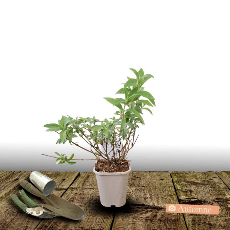 Arbre aux papillons Butterfly Tower® 'TOBUD1305', Buddleia à fleurs Rose - feuillage Caduc - Pot de 1,5L - 10/20 cm-  hauteur à maturité De 1,50 m à 2 - Imagen 2