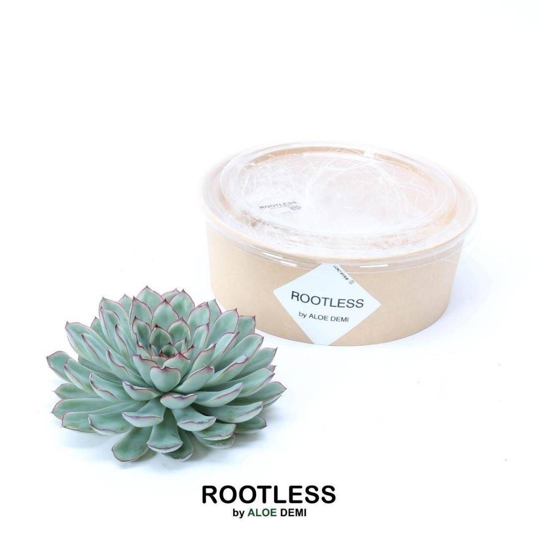 Echeveria Pulidonis Sans Racines- La Green Touch