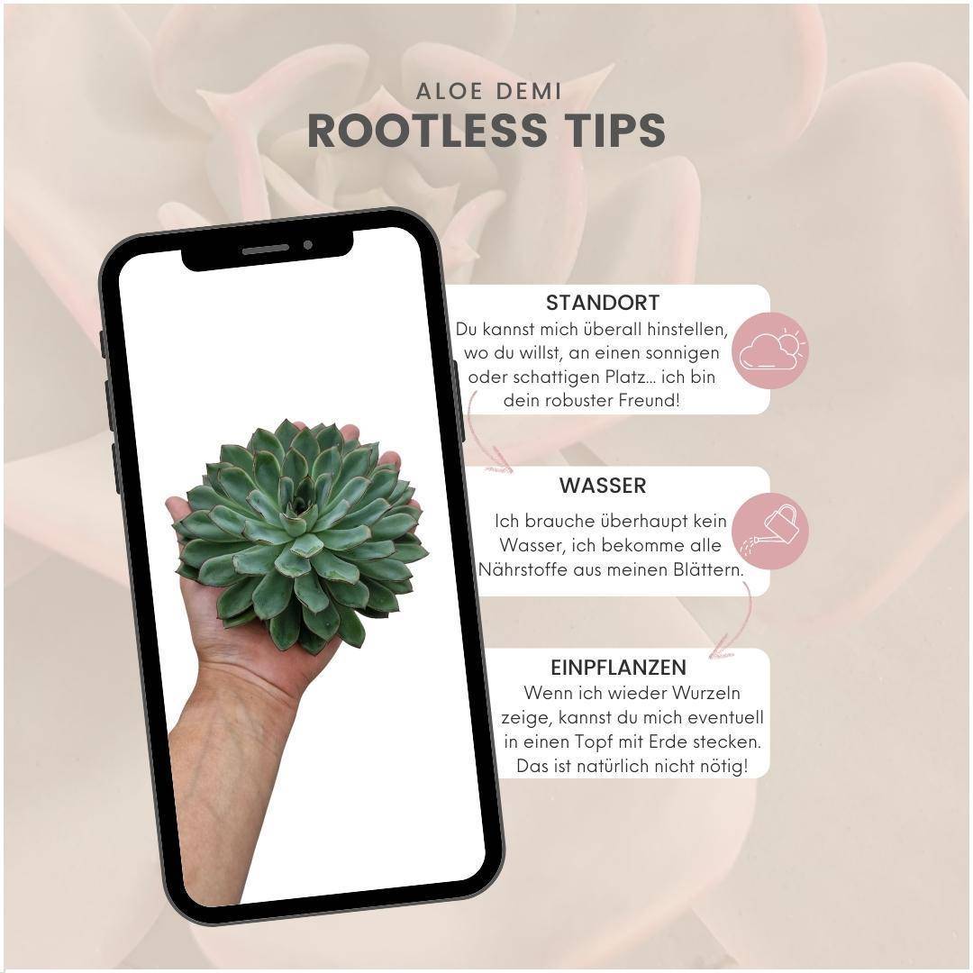 La Green Touch - Echeveria Pulidonis Sans Racines- La Green Touch - Imagen 5