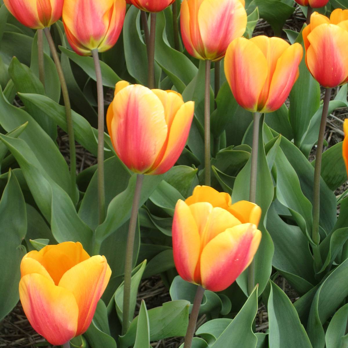 Promesse de Fleurs - Tulipe Darwin Cash Bulbe calibre 11+ (par 10)