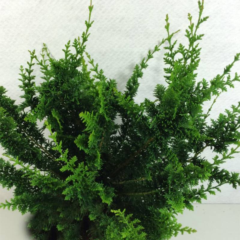 Promesse de Fleurs - Faux cyprès du Japon - Chamaecyparis obtusa Teddy Bear Pot de 4L/5L - Image 1