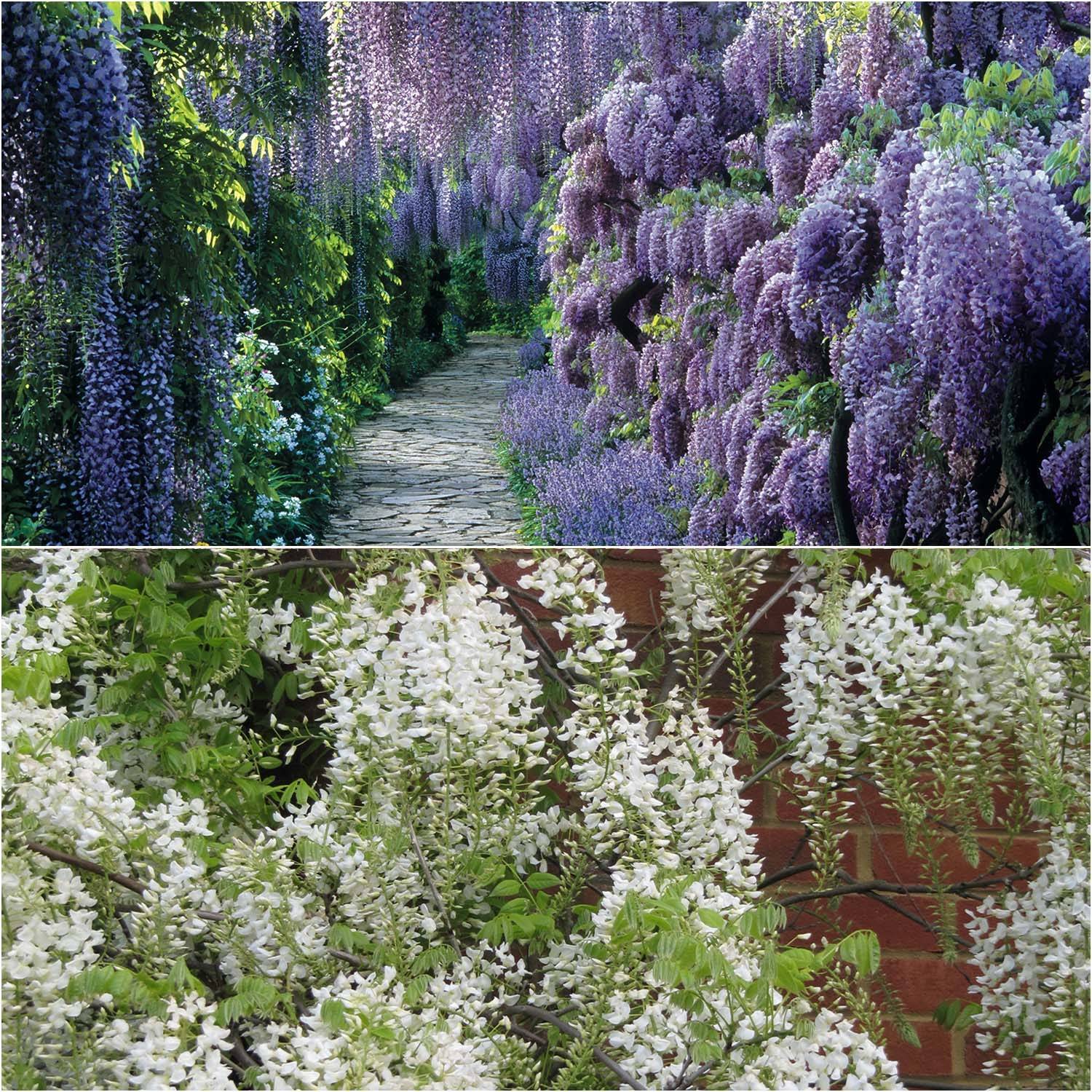 Promesse de Fleurs - Collection 2 Glycines de Chine - Collection de 2 plantes