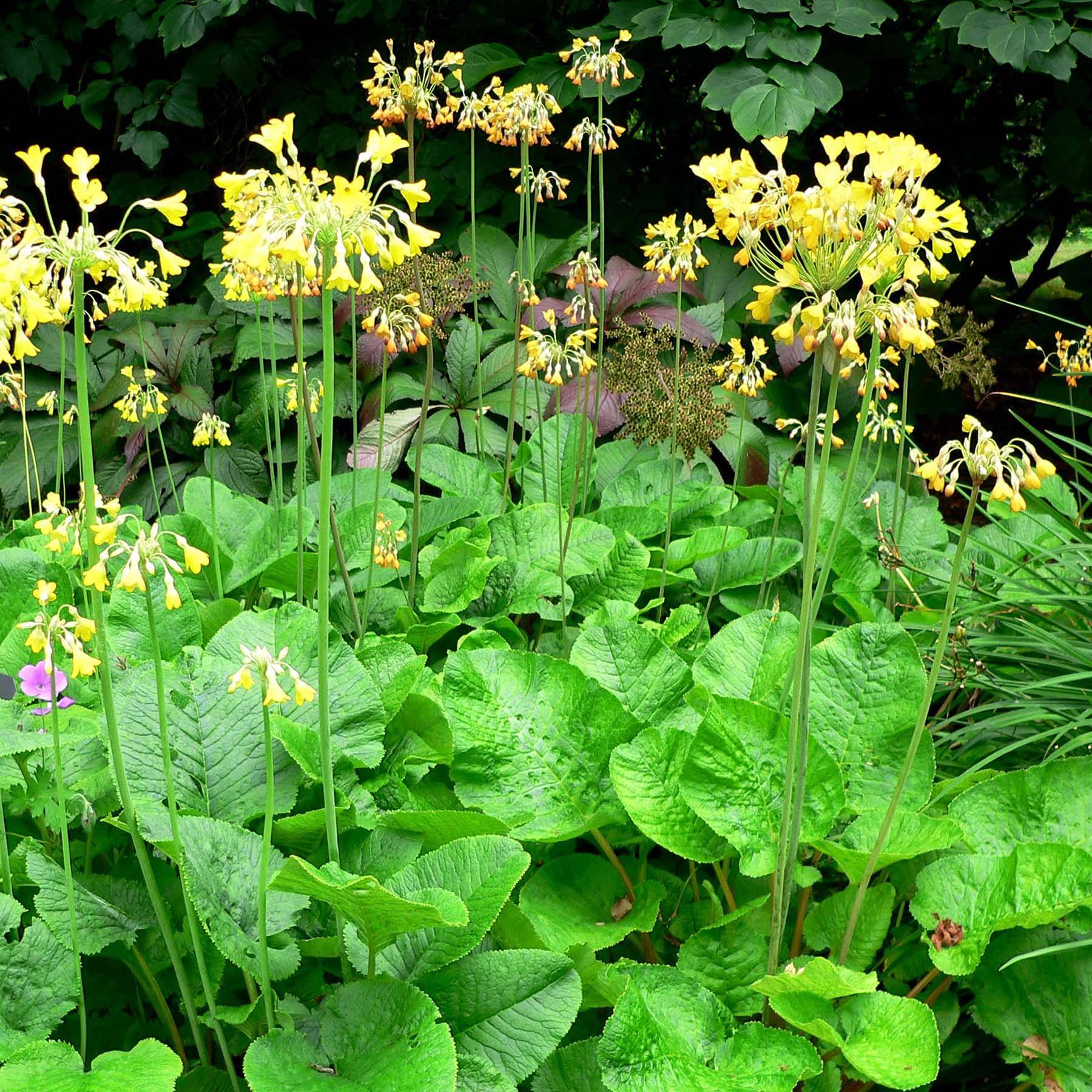Primula florindae - Primevère du Tibet Godet de 8/9 cm
