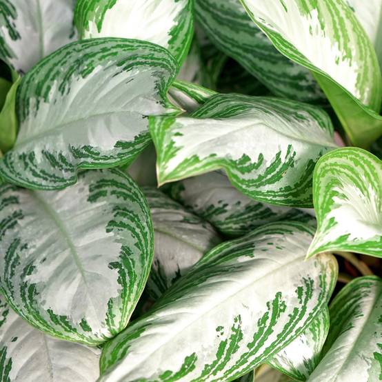 Aglaonema Silver Bay - D17 H75cm - Image 5