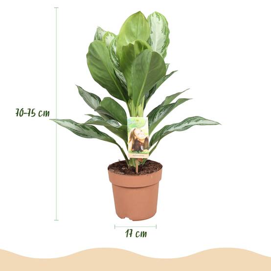 Aglaonema Silver Bay - D17 H75cm - Image 4