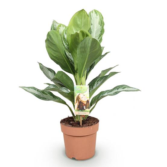 Aglaonema Silver Bay - D17 H75cm - Image 3