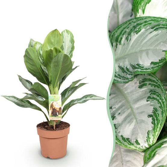 Aglaonema Silver Bay - D17 H75cm - Image 2