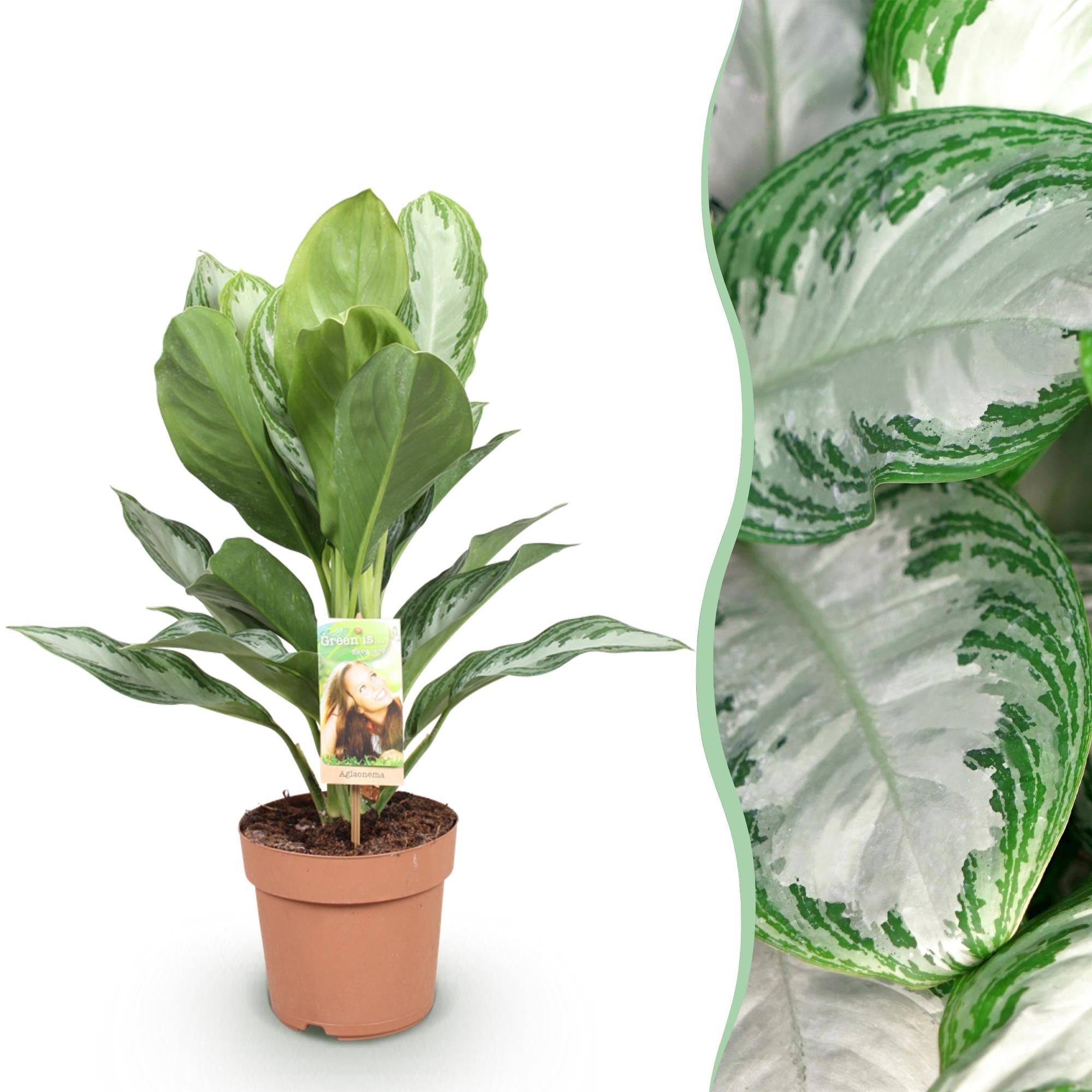 Aglaonema Silver Bay - D17 H75cm - Image 2