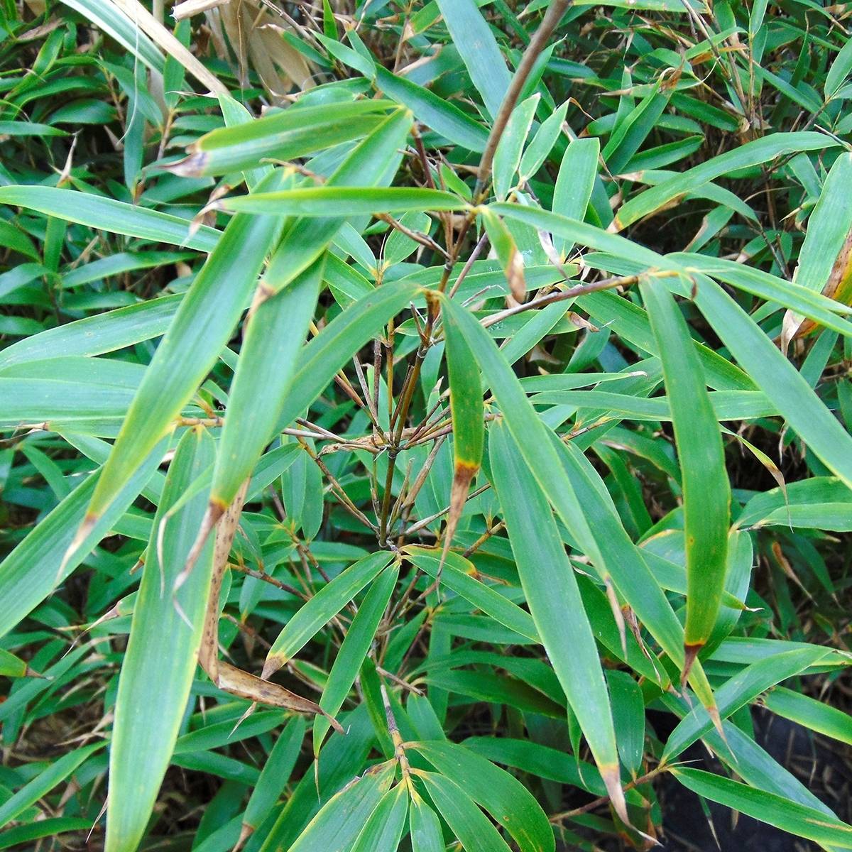 Fargesia robusta Wenchuan - Bambou non traçant Pot de 2L/3L - Image 1