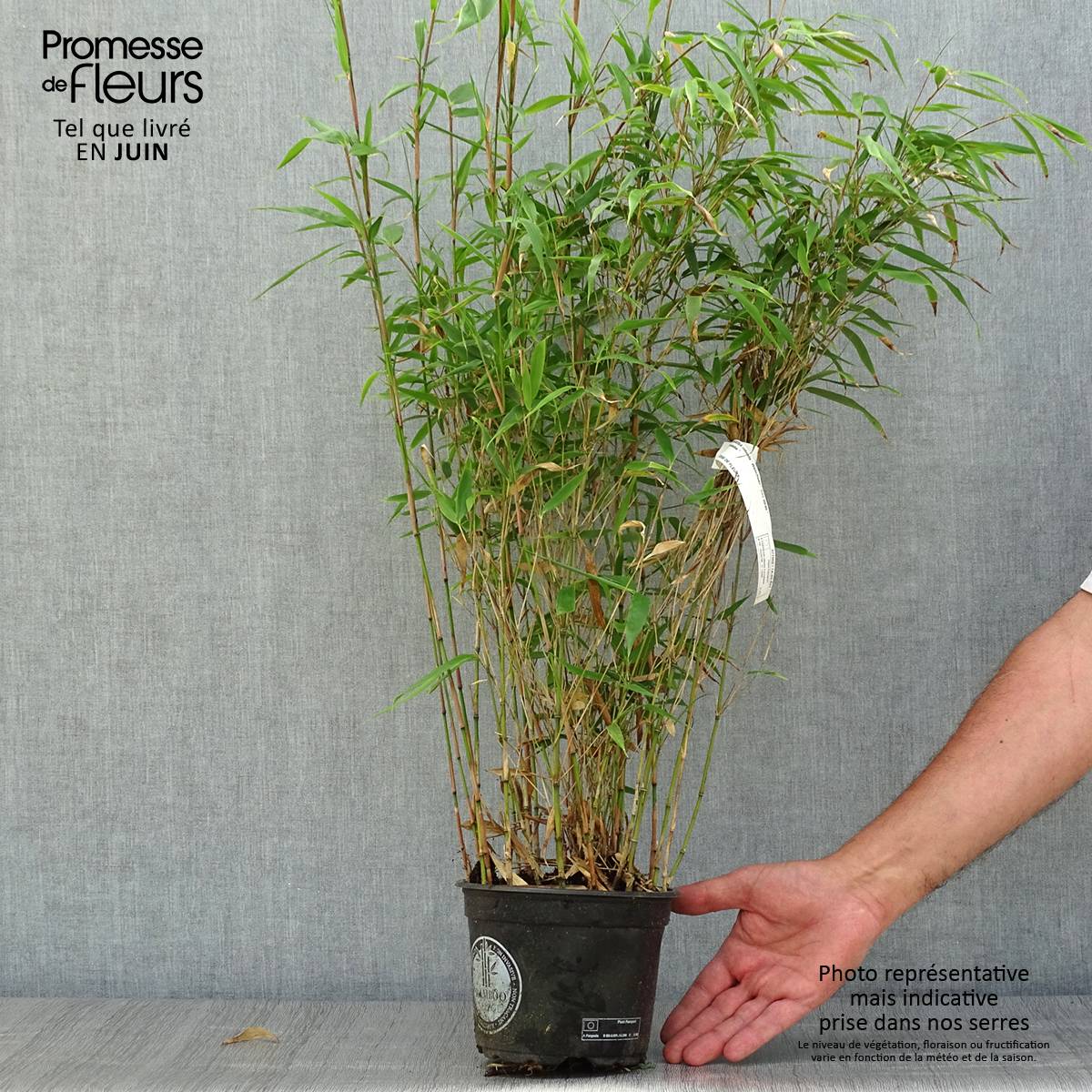 Fargesia robusta Wenchuan - Bambou non traçant Pot de 2L/3L - Image 2