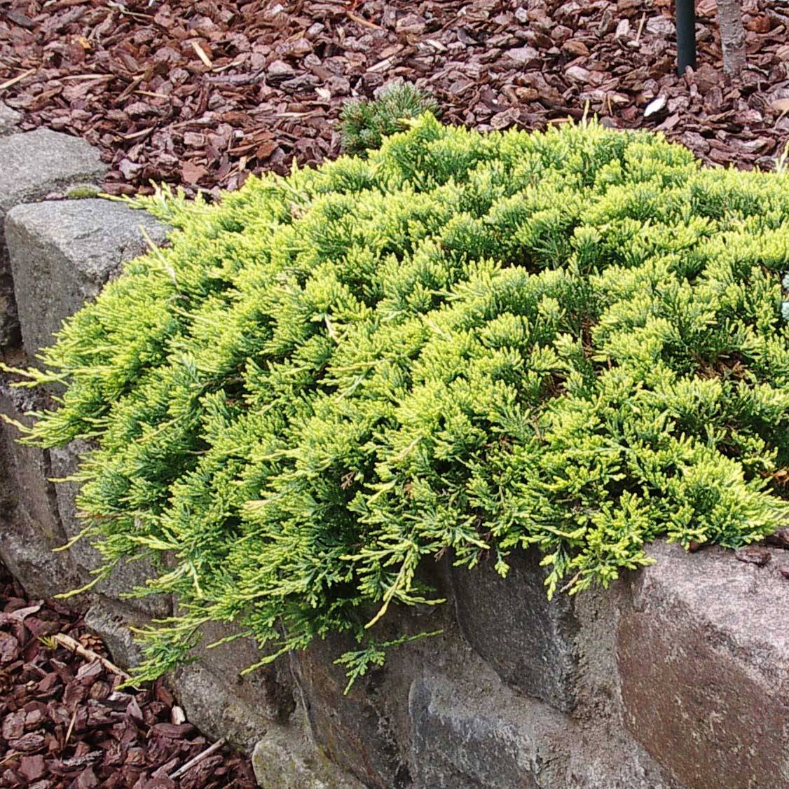 Promesse de Fleurs - Genévrier rampant - Juniperus horizontalis Golden Carpet Pot de 2L/3L