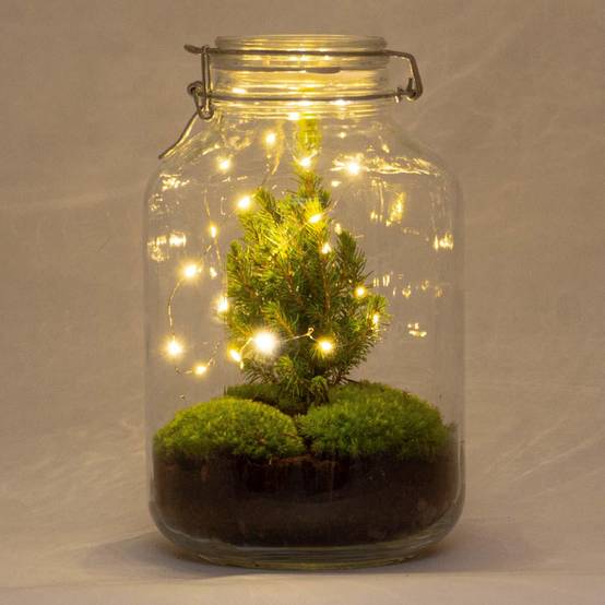 Diy Terrarium - H28cm - Image 1
