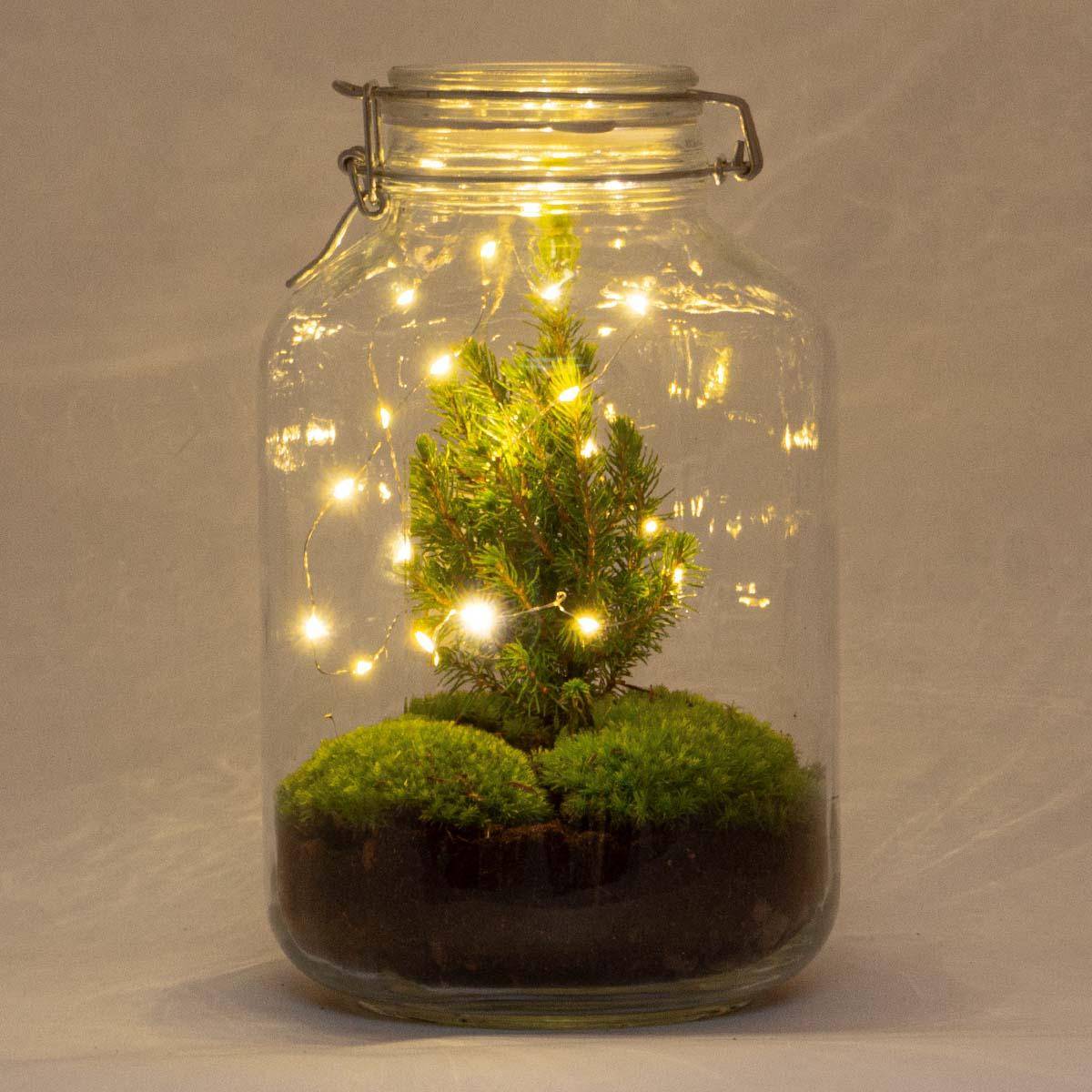 Diy Terrarium - H28cm - Image 1