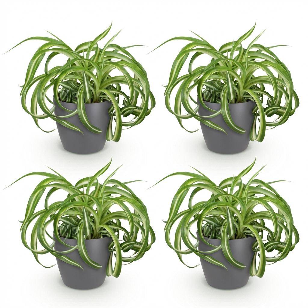La Green Touch - Chlorophytum Comosum Bonnie - H25cm - Image 1