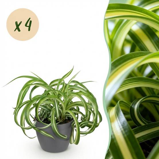 La Green Touch - Chlorophytum Comosum Bonnie - H25cm - Image 3