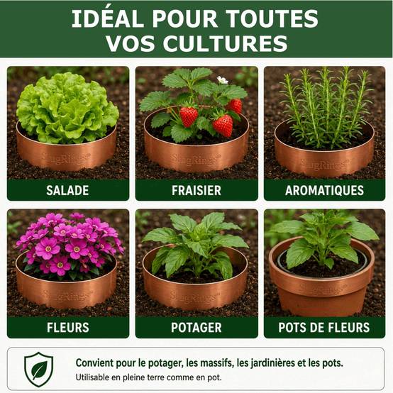 Tout pour les nuisibles - Anneau de Cuivre Anti-Limaces et Escargots SOLU'LIMACES – Ø17 cm - Protection des Salades, Fraisiers, Aromatiques, Potager et Fleurs - Image 3
