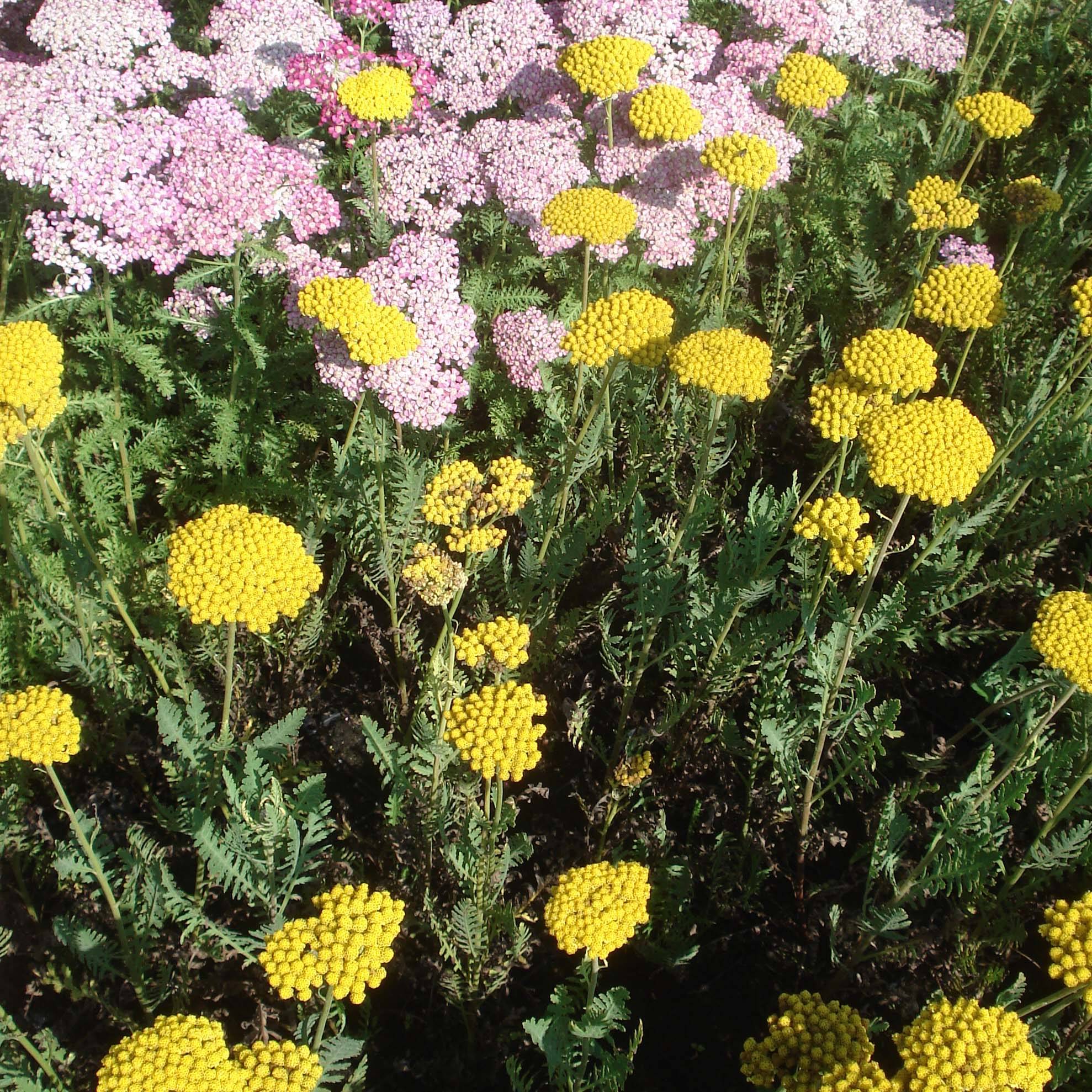 Achillée - Achillea filipendulina Parker's Variety Godet de 8/9 cm