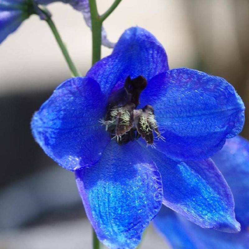 Pied-d'alouette Atlantis, Delphinium à fleurs Bleue/ - feuillage Caduc - Godet - 5/20 cm - Imagen 1