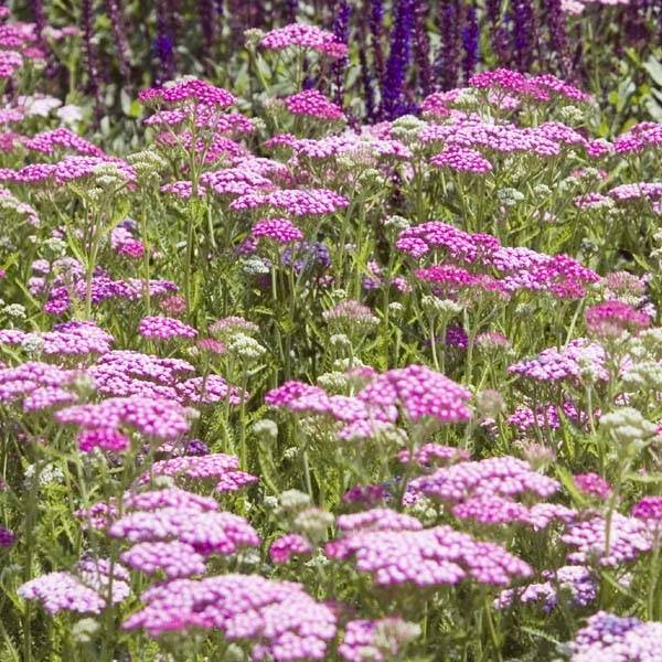 Achillée millefolium Lilac Beauty Godet de 8/9 cm