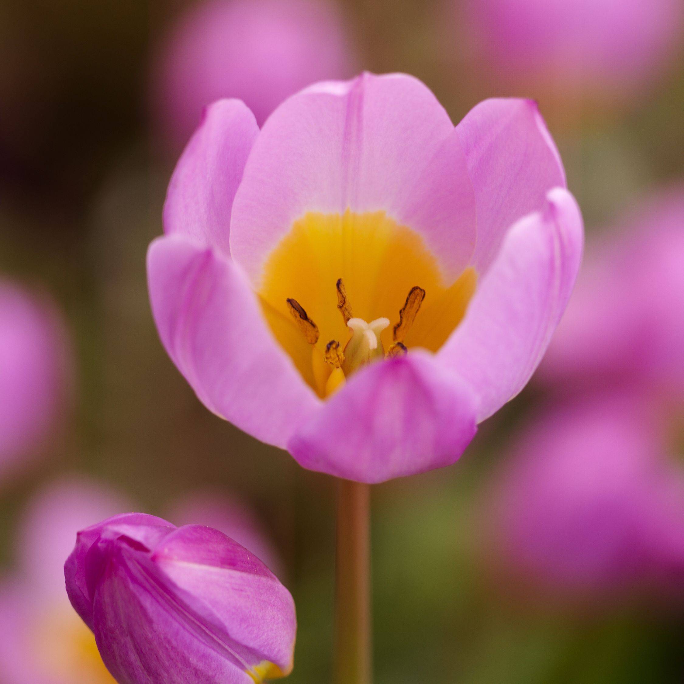 Plant In A Box - Tulipe - Set de 100 - Tulipa bakeri 'Lilac Wonder' - Bulbes à fleurs - Image 5