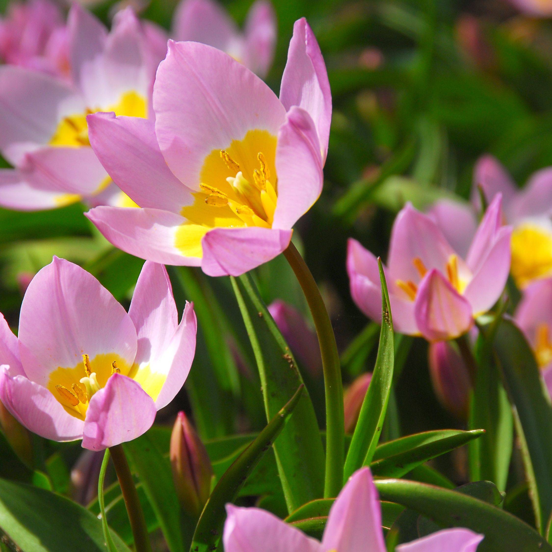 Plant In A Box - Tulipe - Set de 100 - Tulipa bakeri 'Lilac Wonder' - Bulbes à fleurs - Image 3
