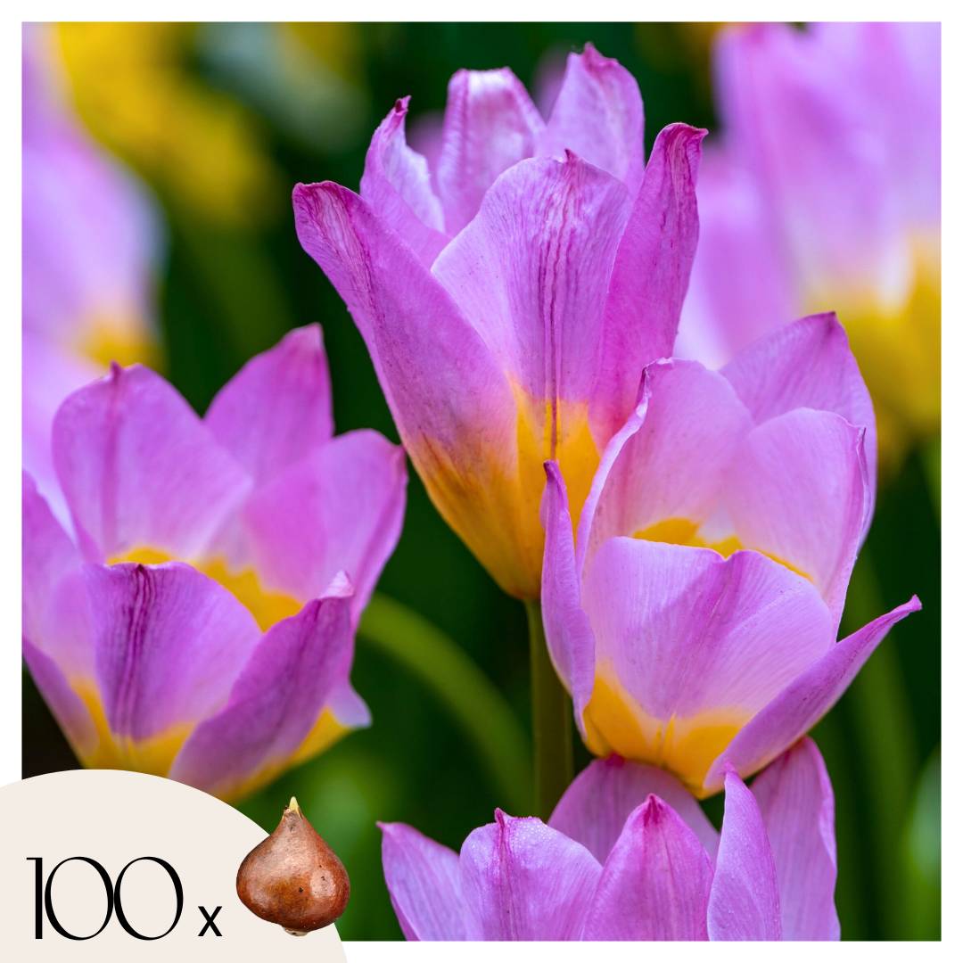 Plant In A Box - Tulipe - Set de 100 - Tulipa bakeri 'Lilac Wonder' - Bulbes à fleurs - Image 1