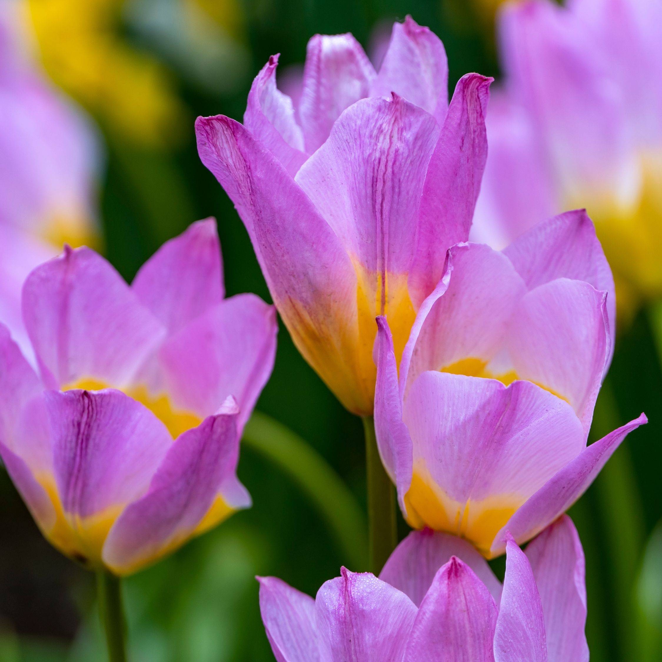 Plant In A Box - Tulipe - Set de 100 - Tulipa bakeri 'Lilac Wonder' - Bulbes à fleurs - Image 4