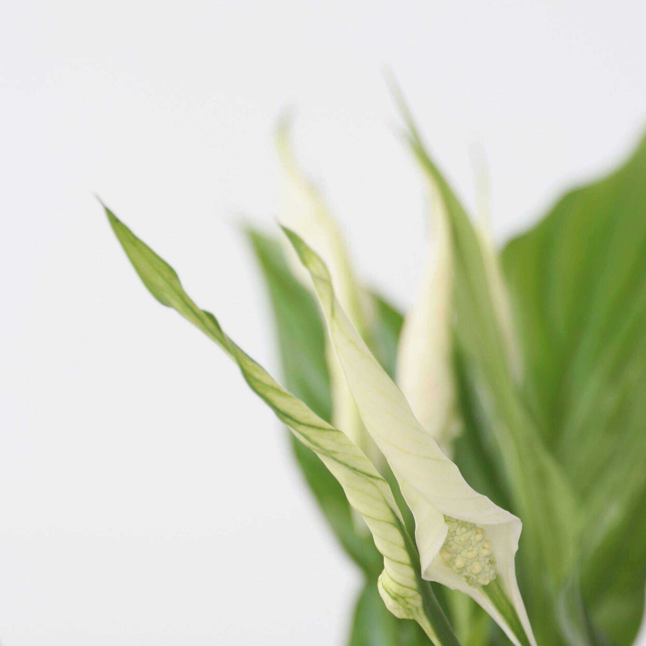 Plant In A Box - Fleur de lune - Set de 6 - Spathiphyllum 'Torelli' - Hauteur 30-45cm - ⌀12cm - Image 4